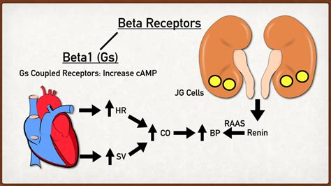 How Do Selective Beta.